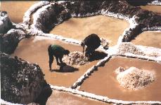 travail de récolte du sel dans un bassin